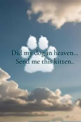 😭🫶🫶🫶 #petloss #iloveyou  #kitten #rainbowbridge 