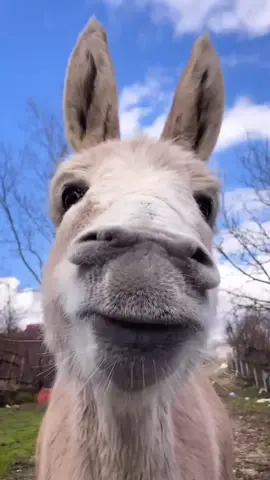 #creatorsearchinsights  Hilarious Moments with Adorable Pets #cuteanimals, #funnypets, #petantics, #animalhumor, 