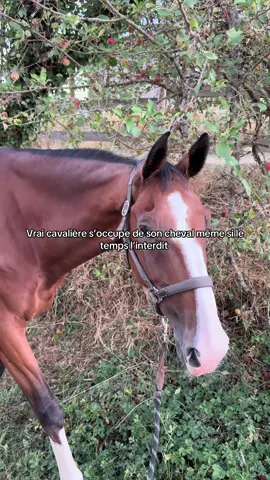 Un énorme orage arrivé #horse #cavalier #pourtoii #equitation #cheval 