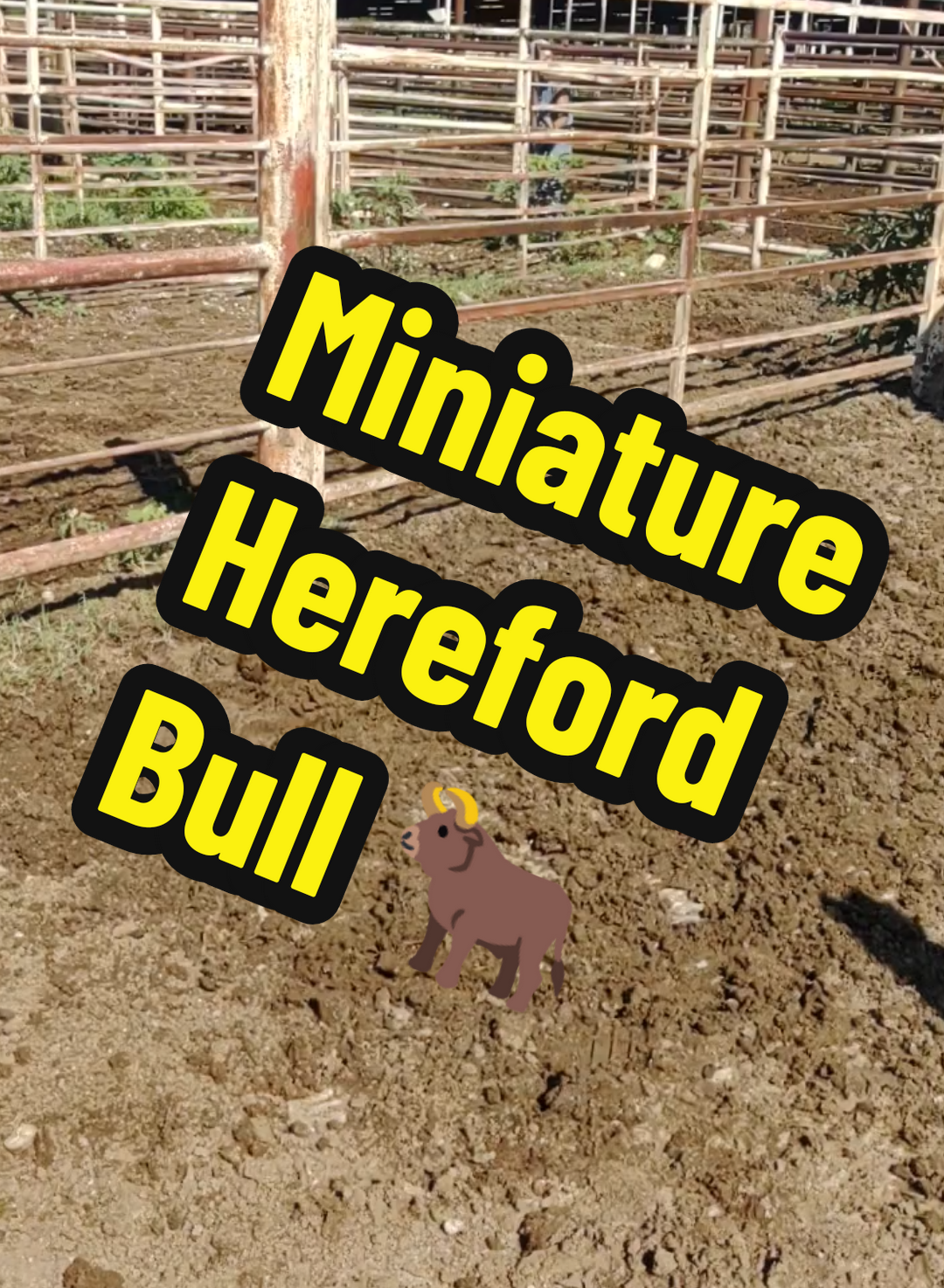 #herefordbull #eldoradolivestock #fyp #kansas #tiktok2025 