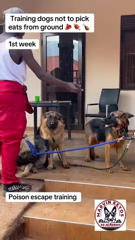 Training dogs not to just eat things from the ground (poison escape) #poison #escape #dogsoftiktok #marvinkeyosk9academy #germanshepherd 