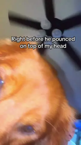 #goldenretriever 
