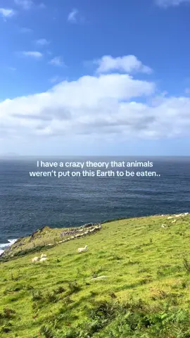 They just wanna live their lives the same as all of us 🫶 Vegan for the animals!!!!  #vegantiktok #veganfortheanimals #savetheearth #vegan 