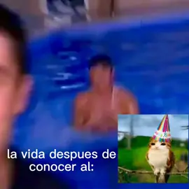 viva el meowl#meowl #gato #buho #humor #fyp 