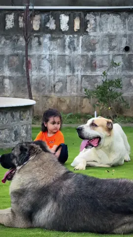 #centralasianshepherd #giantbreedlovers #alabai #caucasianshepherd #foryoupage 