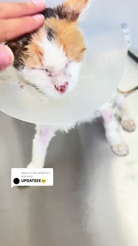 Replying to @Abcdefgh22 She has gained 600 grams (and is 2kg now) 🥹 The vet found out she has FIP, so they started her on an immune-support treatment today to see how she responds. They also gave her a body wash, and when the timing is right, they’ll carefully wash her head too 💛