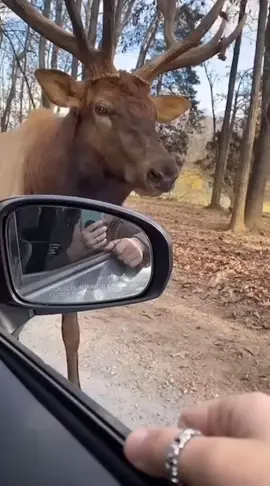 Elk screams but moose roar #roar #elk #moose #tiktok #fyp 