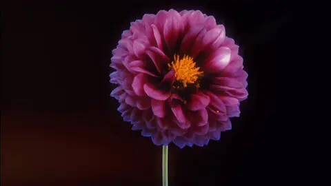 .      #flowertrend #flowers #edit #fyp #bloom #blooming #rotting #xyzabc #jeffbuckley #loveryoushouldhavecomeover 