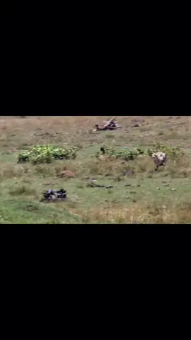 صقر الشهين Vs فهد البري #حيوانات #foryou #fyp #f 