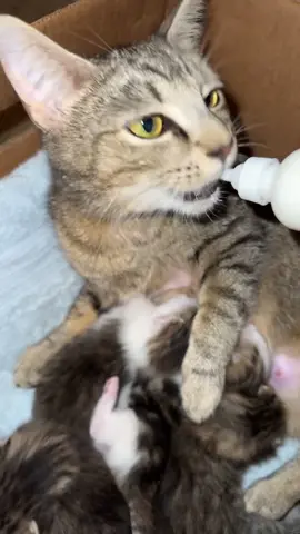 Sandy with her babies 🥹 #cat #cutecat #Love #animals #kitten     