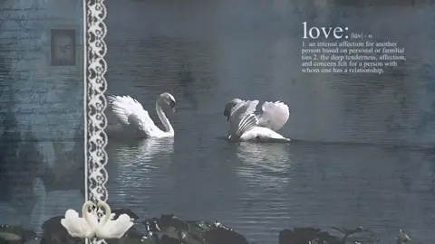 | Swans are beautiful. #Swans#beauty