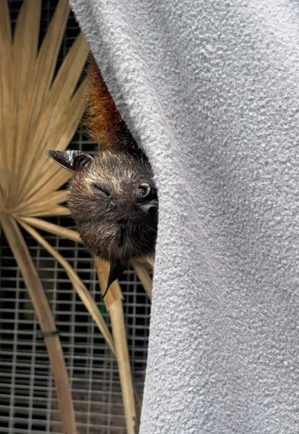 Malayan Flying Fox, Pich, always finds the coziest nap spots. 🦇 😴 #cute #fyp #bats #animals #nonprofit 