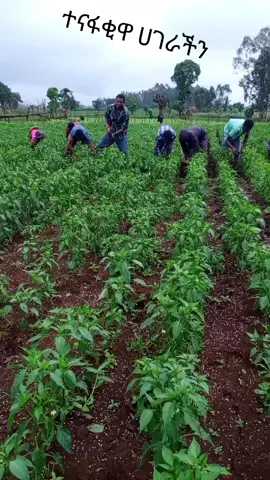 #ወንበርማ የምርት ማማ