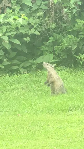 #animals #animal #groundhog #wildanimals 