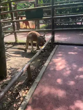 もうカンガルーやめり？ #おすすめ#カンガルー#サファリパーク #fyp 