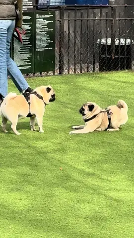 Met a friend at the park  #pugsoftiktok #pug #pugslife #pugsplaying #pugspugspugs 