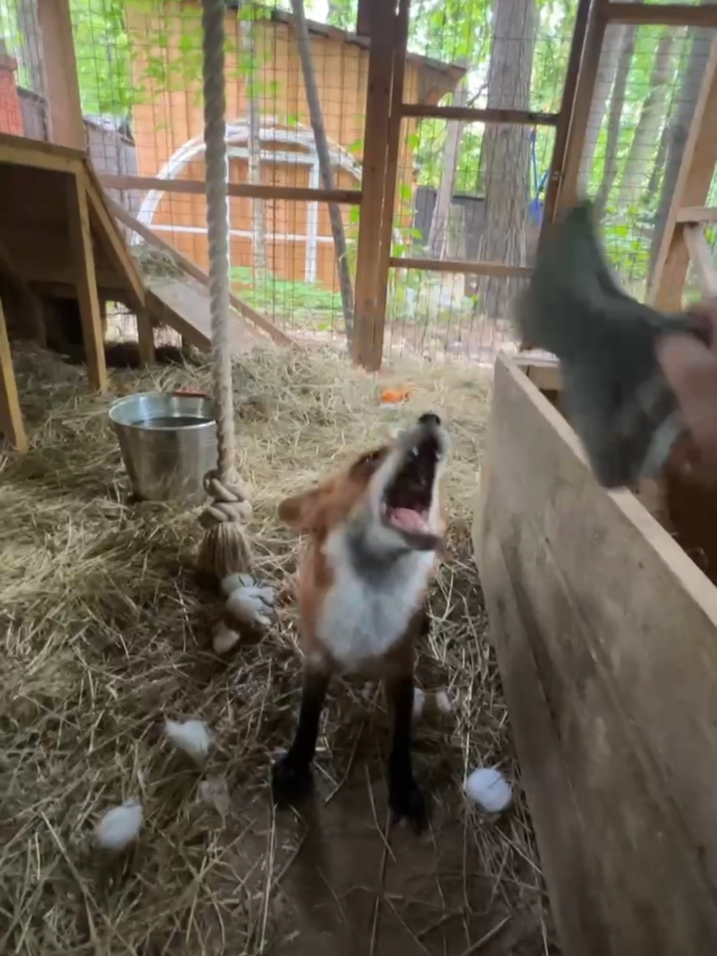 Лиса Алиса #лиса #лисаалиса #fox #foxy #petrats