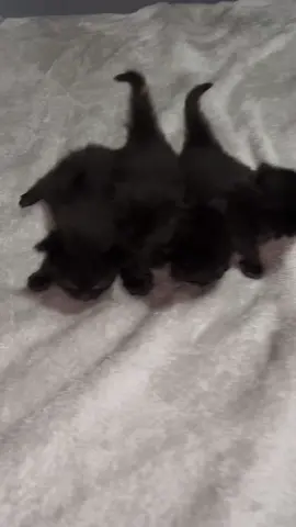 Snatchedddddd!! #snatched #fyp #viral #catsoftiktok #foryou 