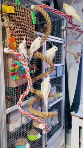 Evening with my #cockateils #budgies 