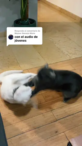 Respuesta a @Mayner Naranjo Maire se dieron hasta para llevar 😂 siguieron peleando
