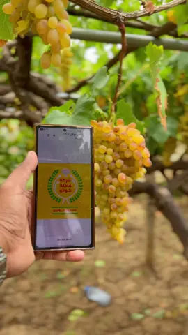 #شركه_قافله_خولان #سوق_الثلاجات_خميس_مشيط #حي_الحسام #خميس_مشيط_أبها #فهد_الملاحي #الملاحي #ابو_الغيث 