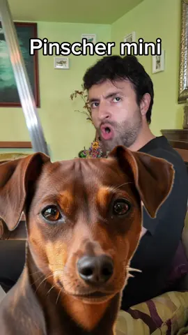 #perros #comedia #remake #mascotas 