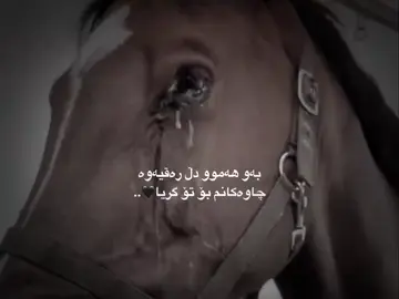 #توزیک_ئەکتیف_بن🎵🎶💘 #account #mrdu #foryoupage 