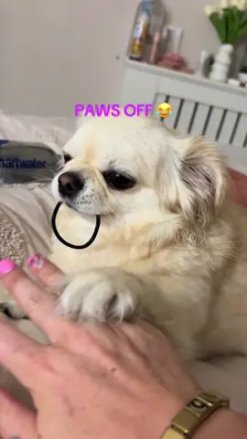 I dont share ok  #pets #chihuahua #chihuahuastiktok #dogs #dogsoftiktok fyp