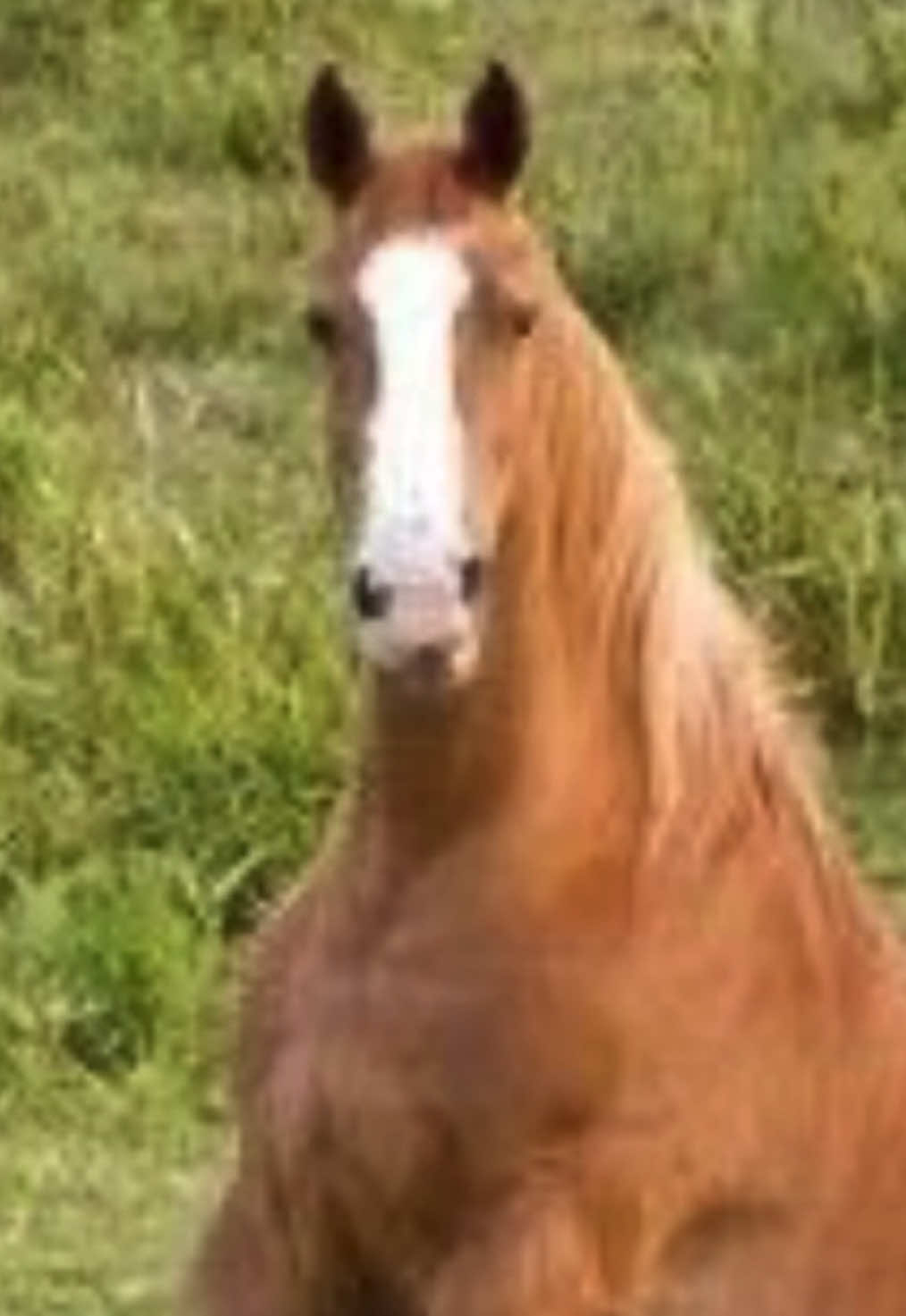 Daily sit horse meme pt.3 #meme #horse #horsememe #sithorsememe #cheval 