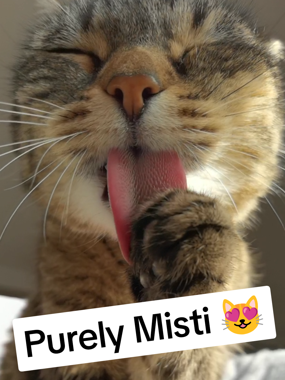Purrly Misti Koh 😻❤️😻 Music by Misti Koh 💝 Check out Misti Koh and Dj Koh songs on all streaming platforms 💚🎶💚 #cat #cats #viral #fyp 