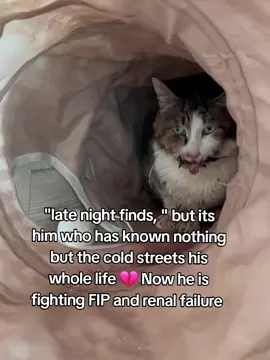 if this video blows up, he will visit the vet tomorrow....link in the bio to help save him.  #repost #catsoftiktok #catrescue #rescuekittens #catsfollowers #cats #straycatsoftiktok #communitysupport #catstiktok #unitedkingdom #usa #europe #germany #switzerland #furryfriends