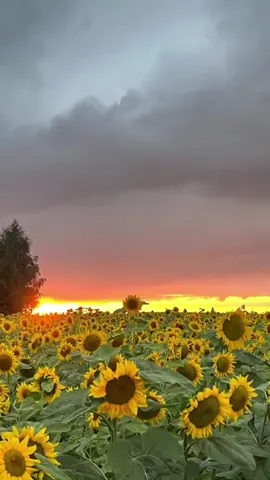 #CapCut #viralvideo #trending #foryou #