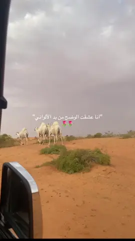#انا_عشقت_الوضح_من_بد_الالواني #الوضح #عطايا_الله🐪 #ترند #تيك #لايك #اكسبلور #تصويري #الشتاء #المطار #وضح #حايل #حايلندا #مالي_خلق_احط_هاشتاقات #الشعب_الصيني_ماله_حل😂😂 