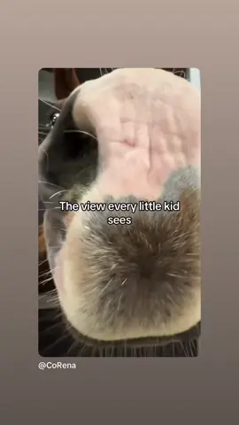 The last thing a little kid sees when they feed a horse a cookie #horse #kids #horsesoftiktok #Fyp #PetsOfTikTok 