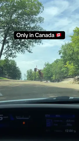 #onlyincanada #canada #elk #deer 