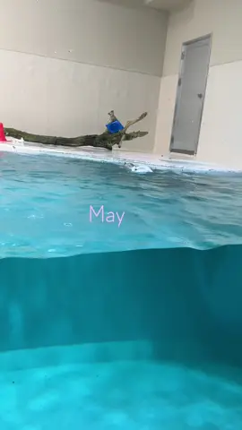ラッコのメイちゃん🦦 気持ち良さそうにスイスイ泳ぎます♫ラッコって背泳ぎが1番上手な生き物だと思う🦦〜 #ラッコ#鳥羽水族館#キラメイ#seaotter #toba_aquarium 