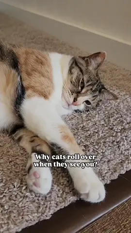 Why do cats roll over when they see you? audio: caiamecat #catbehavior #catfamily 
