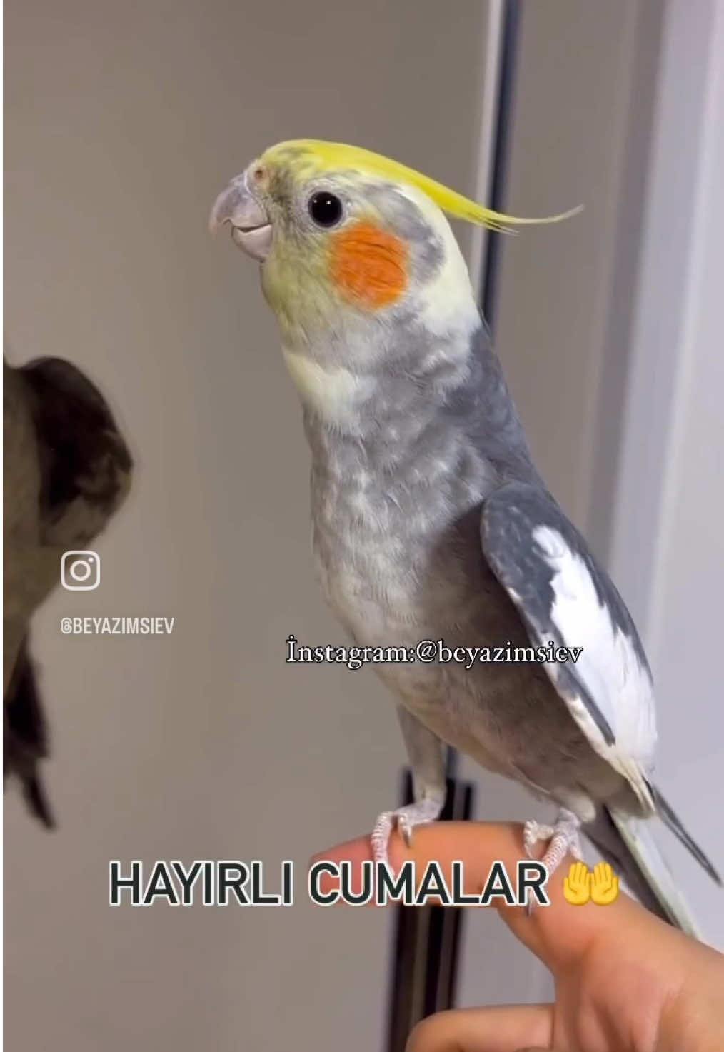 Kral Bey Hayırlı Cumalar Diler🤲 #konuşankuş #cockatielparrot #hayırlıcumamesajları #sultanpapağanı #cockatielsoftiktok 