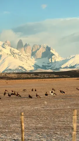 Simplemente torres del Paine #paratiiiiiiiiiiiiiiiiiiiiiiiiiiiiiii #torresdelpaine #patagoniachilena #dios #tik_tok 