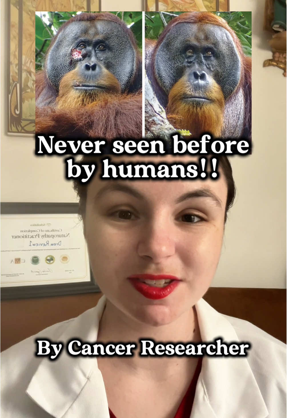 This orangutan figured out what we know too - Berberine has fabulous properties that may surprise you! In this video, I discuss the benefits of Berberine with scientific papers as well. #berberine #womenshealth #holistichealth #tiktokshopcreatorpicks #womenover40 