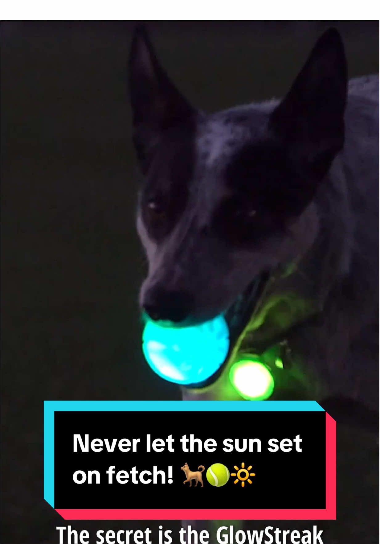 The latest version of our GlowStreak Ball is made for those dogs that just can’t put their ball down, even when it gets dark. 🔆🎾🐕 Fetch yours on nitrile.com #niteize #inventingabetterway #dogs #dogoftheday #doglight  