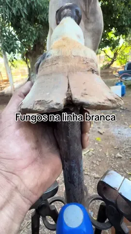 Um fungos que precisa ser cuidado  #casco #cavalo #viraltiktok 