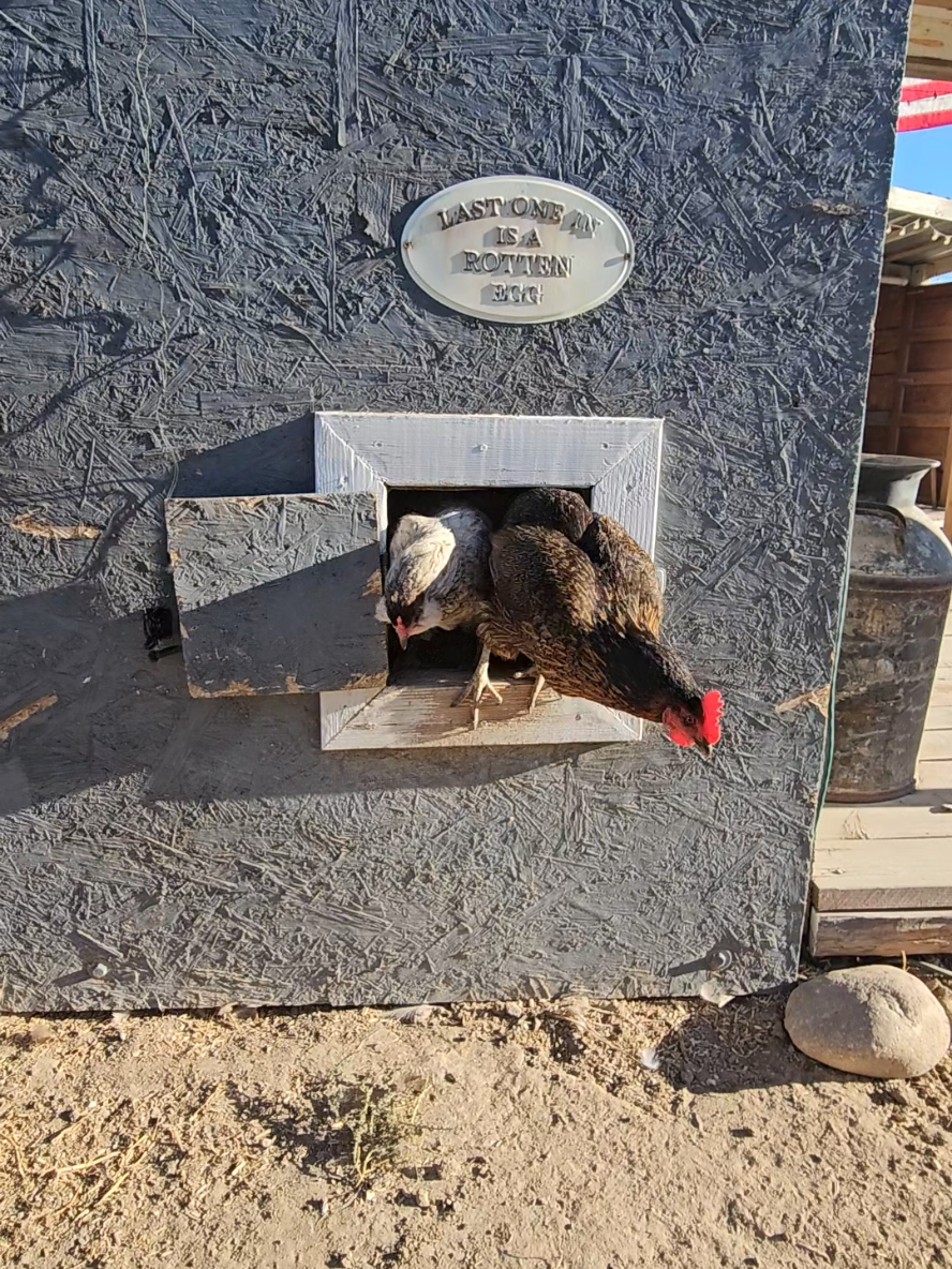 last one out is a rotten egg #petchickens #chickencoop #chickenhouse #farmlife 