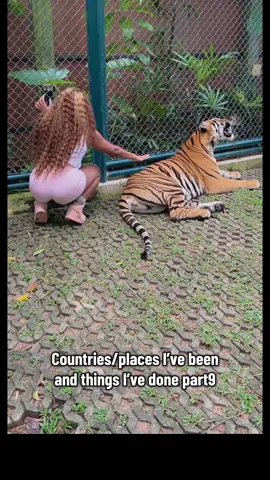 Tiger kingdom Phuket📍 Countries/places I've been to and things I've done part9. #tigerkingdom #phuketthailand #thingstodoinphuketthailand #thailandtravel #thailandtrip 