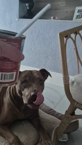 #fyp #pitbull #luckyandlucy 