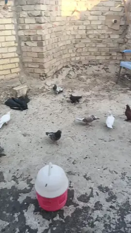 #موسيقى #تصميم #اكسبلورexplore #اهل_البيت_عليهم_سلام #اكسبلورexplore 