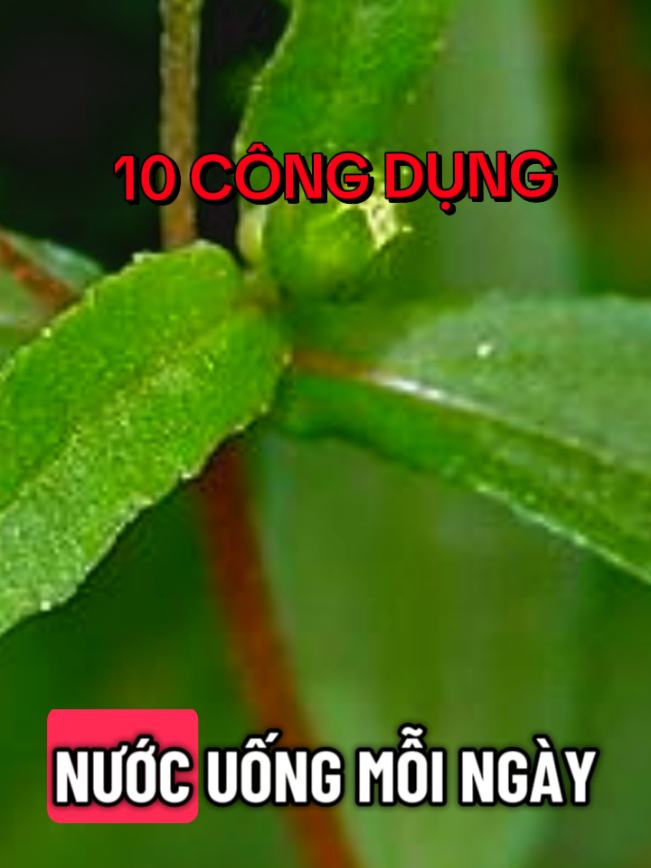 công dụng tuyệt vời của cây nhọ nồi #tonglanhprotandim #thuocquytunhien #noisinh  #protandim #immucan 