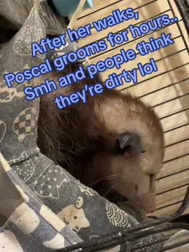 Virginia Opossums are incredibly clean animals who spend almost as much time grooming themselves as they do sleeping. Poscal had to get in allll the crevices after her nature walk 😂 #sweeneysspoods #poscaltheopossum #poscalthepossum #virginiaopossum #virginiaopossums #virginiaopossumsoftiktok #poscal #opossumsoftiktok #opossumlove #opossums #opossumtok #educate #educationalpurposes #fortheloveofopossums #trashcat #garbagecat #rehabilitation #rehab #naturerehab #naturerehabilitation 