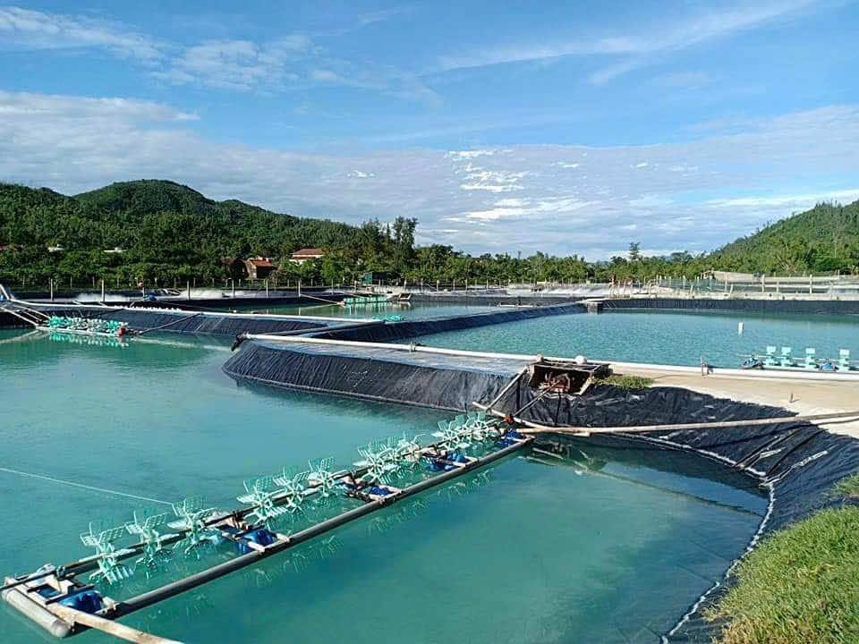 Công nghệ sạch - tôm khoẻ mạnh 💪 #tom🦐 #nuoitomcongnghecao🦐🦐🦐 #menvisinh #thuysan🦐 #visinhxulynuoc #visinhnguyenlieu89 #viralvideo #xhuongtiktok❤️ 