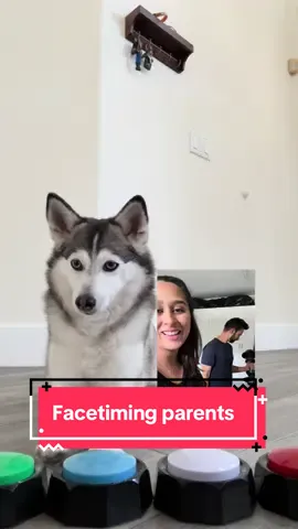 Facetiming Sapphie while at the gym be like…🤣🤣🤣 #smartdog #dogs #dogsoftiktok #gym #doglover 